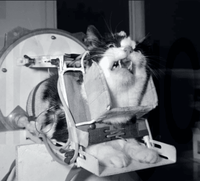 Felicette preparing for launch in the Veronique rocket