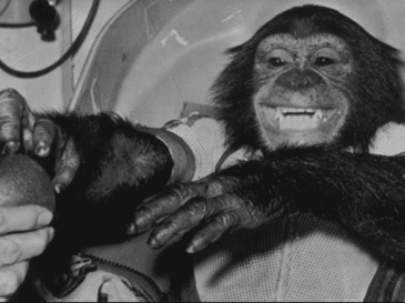 Ham the first Chimp in Space