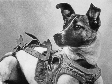 Laika Space Dog Laika the first Dog in Space