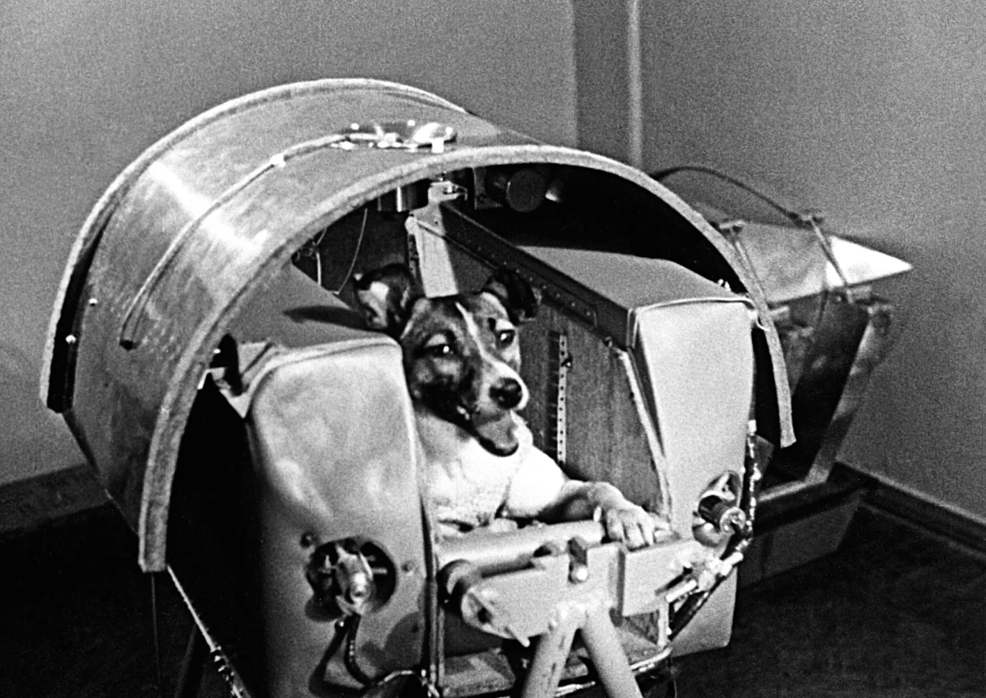 Laika in Sputnik-2 Laika the dog sitting in the Sputnik-2 spacecraft