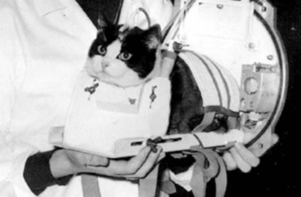 Félicette space cat