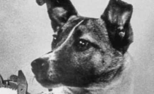 Laika space dog