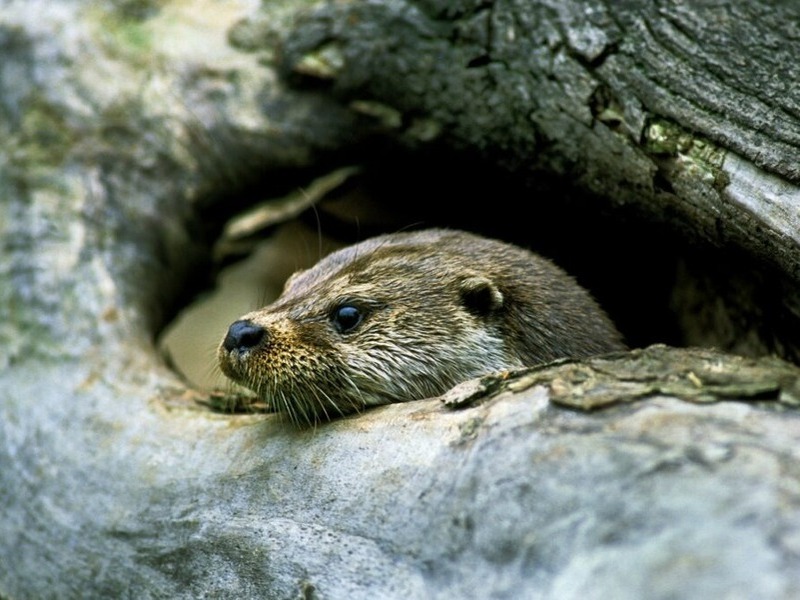 An otter keeping an eye out between some logs