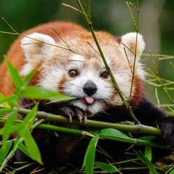 Red panda with his tongue out